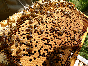 Bees on honeycomb
